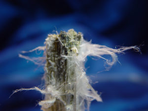 Asbestos Canadian Chrysotile